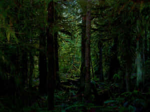 Discover The Charm Of The Dark Green Forest Wallpaper