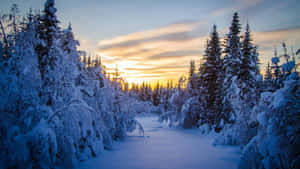 Discover The Magic Of Winter In This Picturesque Forest