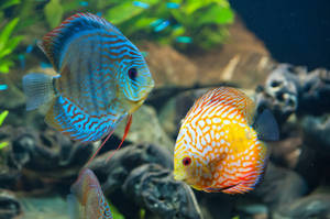 Discus 4k Ultra Hd Fish In Aquarium Wallpaper