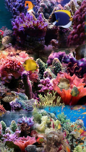 Dive Into A World Of Wonders With Your Aquarium Iphone Wallpaper