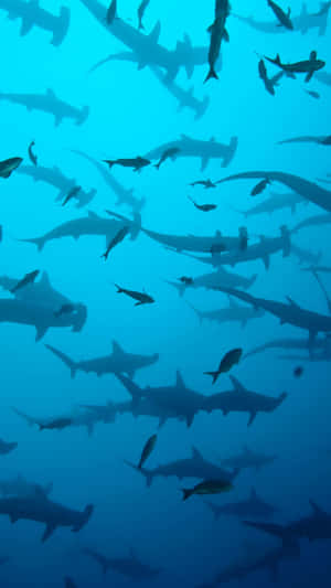 Dive Into Your Entertainment With The Shark Iphone Wallpaper