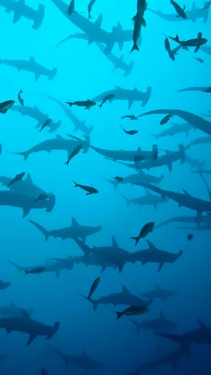 Dive Into Your Entertainment With The Shark Iphone Wallpaper