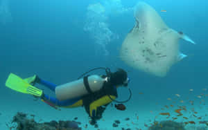 Diver Encounter With Manta Ray Wallpaper