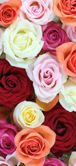 Diverse Palette Of Vibrant Roses For Flower Phone Wallpaper Wallpaper