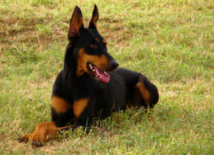 Doberman Crouch Wallpaper