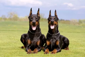 Doberman Duo Wallpaper