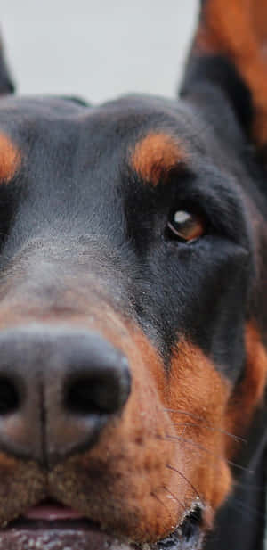 Doberman Eye Wallpaper