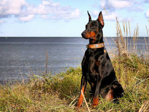 Doberman Pinscher Sitting On The Lake Side Wallpaper