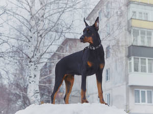 Doberman Pinscher Standing On Snow Wallpaper