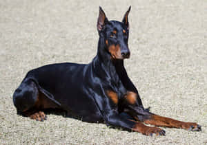 Doberman Resting Wallpaper