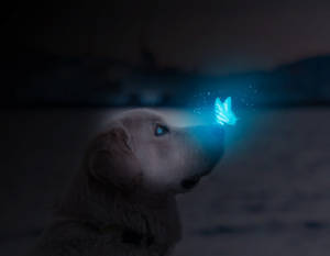 Dog And Night Butterfly Wallpaper