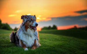 Dog And Orange Sky View Wallpaper