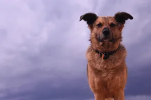 Dog And Purple Clouds Wallpaper