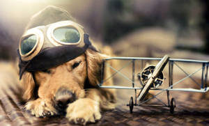 Dog And Toy Plane Wallpaper