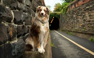 Dog And Tunnel View Wallpaper