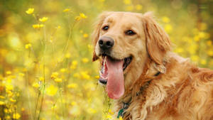 Dog And Yellow Flowers Wallpaper