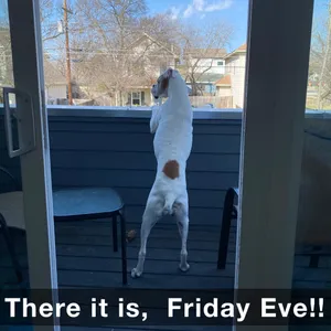 Dog Anticipating Friday Eve Wallpaper