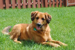 Dog At Backyard Wallpaper