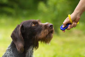 Dog Clicker Training Session Wallpaper