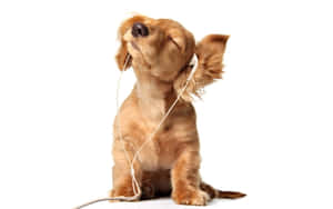 Dog Enjoying Music Aesthetic Wallpaper
