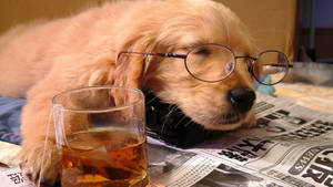 Dog Falling Asleep Newspaper Wallpaper