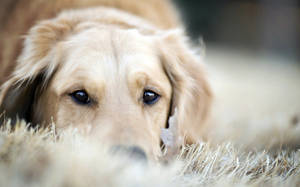 Dog Hiding On Carpet Wallpaper