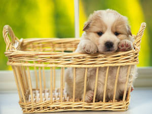 Dog In A Basket Wallpaper