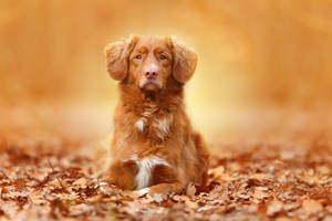 Dog In Autumn Aesthetic Wallpaper