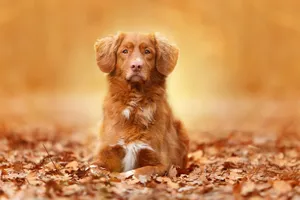 Dog In Autumn Aesthetic Wallpaper