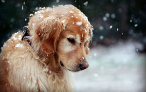 Dog In Snow Wallpaper