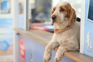 Dog In Store Wallpaper