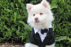 Dog In Suit Wallpaper