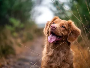 Dog Looking At The Sky Wallpaper