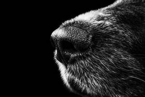 Dog Nose Photography Wallpaper