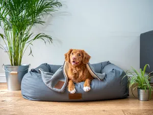Dog On A Bed Wallpaper