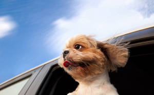 Dog On A Car Wallpaper