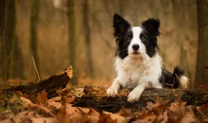 Dog On A Trunk Wallpaper