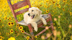 Dog On Garden Chair Wallpaper