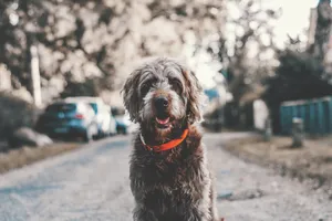 Dog On The Road Wallpaper