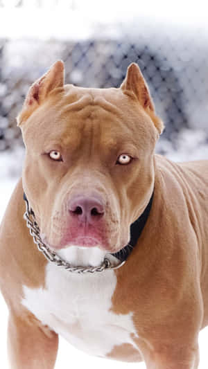 Dog Pitbull Transparent View Wallpaper