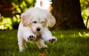 Dog Playing In Grass Wallpaper