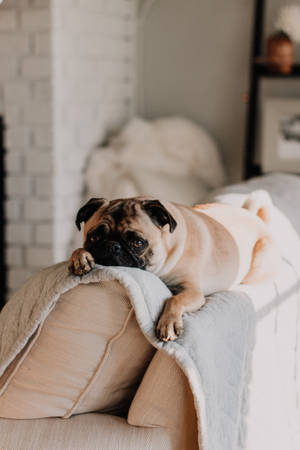 Dog Pug On Couch Wallpaper
