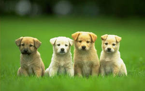 Dog Puppies On Grass Wallpaper