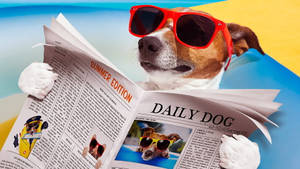 Dog Reading Newspaper Beach Wallpaper