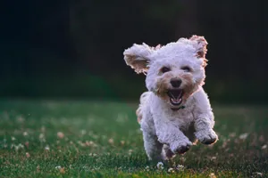 Dog Running At A Garden Wallpaper