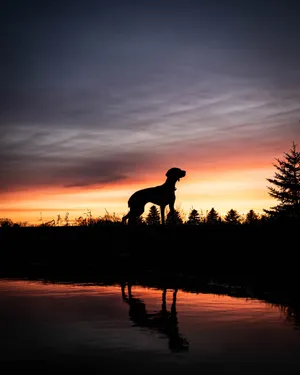 Dog Sunset Silhouette Wallpaper