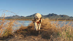 Dog Trained Hunting Desktop Wallpaper