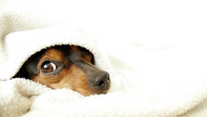 Dog Under A Blanket Wallpaper
