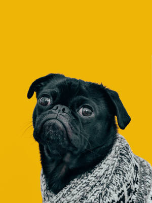 Dog With A Scarf Wallpaper