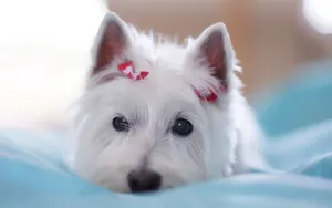Dog With Beautiful Eyes Wallpaper